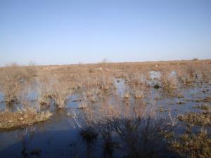 المناطق الرطبة