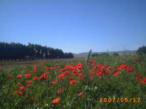 صور بلدية البيضاء الاغواط