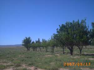 صور بلدية البيضاء الاغواط