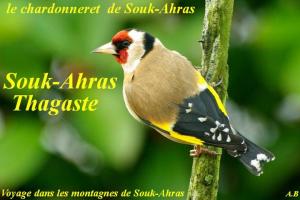 Le chardonneret de Souk-Ahras