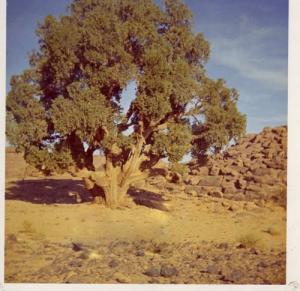 شجرة العشر قرون بمنطقة 