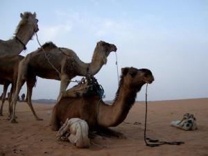 صورة لبعض جمال 