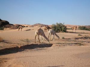 تربية الإبل بضواحي 