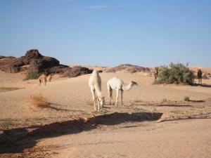 تربية الإبل بضواحي 