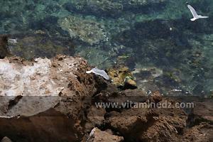 Mouettes à la Plage de Sbiat, entre Bouzedjar et Sassel