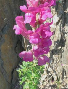 La Gueule de loup, une fleur courage, qui s'épanouit pleinement sur les parois des gorges du Rhumel
