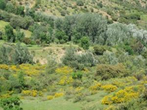 Bouzelatène au printemps 2012