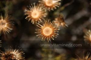 Plantes sauvages à Mersa Ben Mhidi