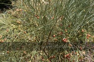 Conifères nains (Marsa Ben Mhidi) la période de Mai 2012