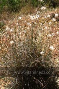 Plantes sauvages , halfa? (Marsa Ben Mhidi) la période de Mai 2012