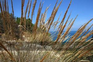 Plantes sauvages (Marsa Ben Mhidi) la période de Mai 2012
