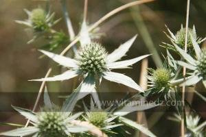 Plantes sauvages (Marsa Ben Mhidi) la période de Mai 2012