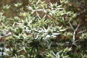 Plantes sauvages (Marsa Ben Mhidi) la période de Mai 2012