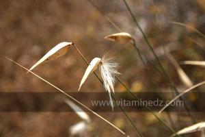 Plantes sauvages (Marsa Ben Mhidi) la période de Mai 2012