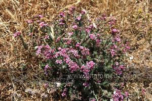 Fleurs sauvages (Marsa Ben Mhidi) la période de Mai 2012