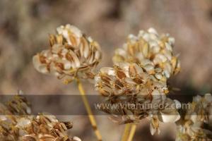 Fleurs sauvages (Marsa Ben Mhidi) la période de Mai 2012