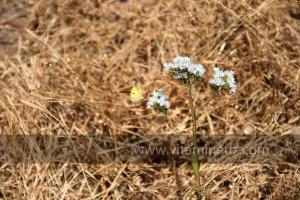Plantes sauvages (Marsa Ben Mhidi) la période de Mai 2012