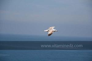 Mouette, Plage de Port Say (Marsa Ben Mhidi) la période de Mai 2012