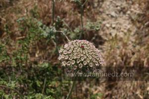 Fleurs sauvages (Marsa Ben Mhidi) la période de Mai 2012