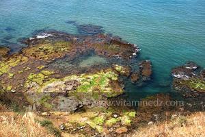 Algues à la Moscarda 2, Plage de Port Say (Marsa Ben Mhidi) la période de Mai 2012,