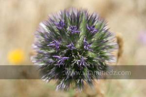 Fleurs sauvages (Marsa Ben Mhidi) la période de Mai 2012