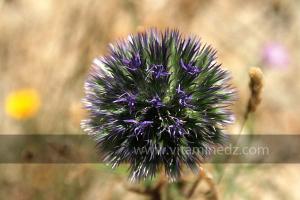 Fleurs sauvages (Marsa Ben Mhidi) la période de Mai 2012