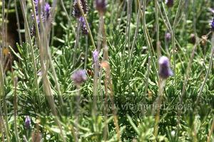 Lavandes (Marsa Ben Mhidi) la période de Mai 2012