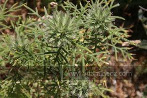 Plantes sauvages (Marsa Ben Mhidi) la période de Mai 2012