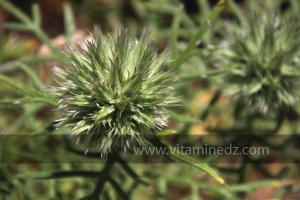 Plantes sauvages (Marsa Ben Mhidi) la période de Mai 2012