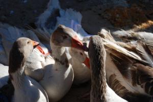 SOUK HEBDO DE TIARET