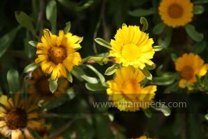 Fleurs sauvages (Marsa Ben Mhidi) la période de Mai 2012