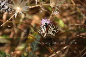 Papillion près de la Plage de Port Say (Marsa Ben Mhidi) la période de Mai 2012