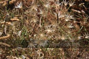 Plantes sauvages (Marsa Ben Mhidi) la période de Mai 2012