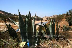 Plantes sauvages (Marsa Ben Mhidi) la période de Mai 2012