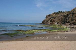 La Moscarda 2 envahie par les algues (cité Est)