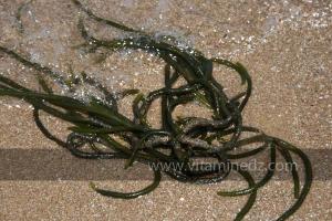 Algue marine, Plage de Port Say (Marsa Ben Mhidi) la période de Mai 2012