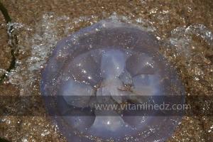 Méduse, Plage de Port Say (Marsa Ben Mhidi) la période de Mai 2012