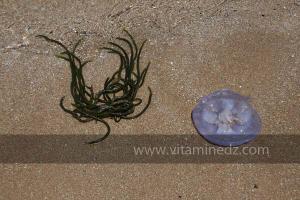 Algue marine et une Méduse, Plage de Port Say (Marsa Ben Mhidi) la période de Mai 2012