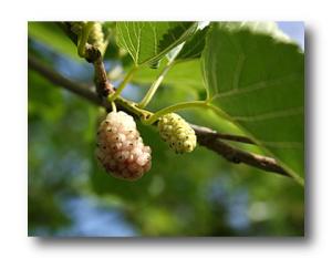 El Eulma - Des mûriers saccagés