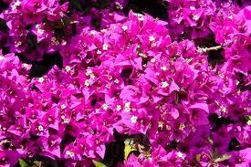 Le bougainvillier du jardin des  Dardars  ne démarre toujours pas