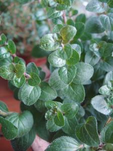 Récolte de l'Origan du jardin des  Dardars