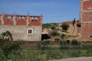 Village de Meghagha, ces anes sont souvent très prisés pour la contrebande frontalière