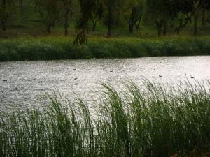 Lac de Burgas (بحيرة بورغاس) à Taoura- wilaya de Souk Ahras