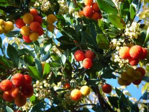 SASNOU DU MONT ZATIMA