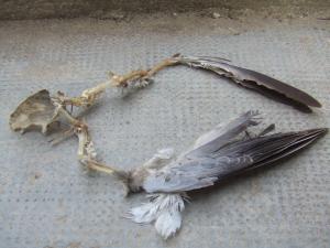 Les rapaces font leur première victime dans le jardin des  Dardars