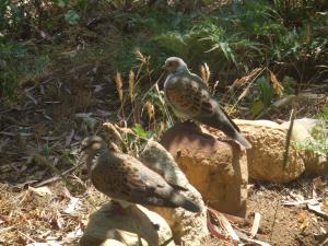 Le couple de Tourterelles des bois séjournant dans le jardin des  Dardars