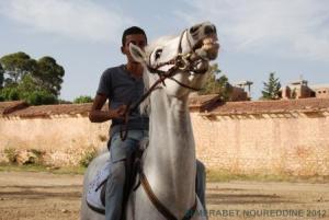 COUPE D 'ALGERIE SAUT D 'OBSTACLES JUMENTERIE DE TIARET LE 07JUIN 2012
