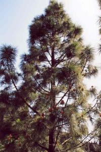 Le pin des Canaries à Constantine