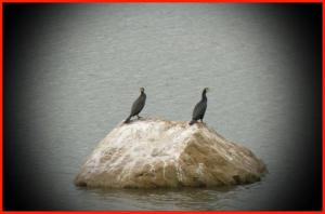 Le Grand Cormoran dans les zones humides de Constantine