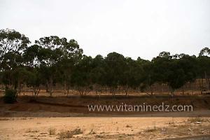 Foret de Mouzaia, commune de Sirat